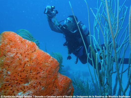 Buceo_Arrecife_Organismos-marinos