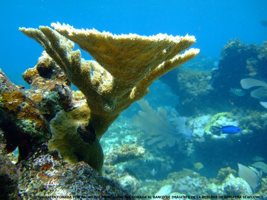 Coralalce