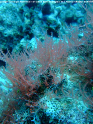 HIDROZOARIO