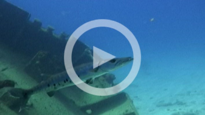 Peces_de_los_Corales_en_la_Seaflower-22