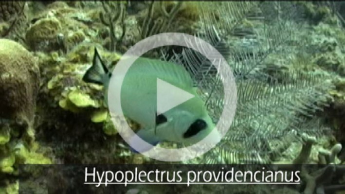 Peces_de_los_Corales_en_la_Seaflower-32