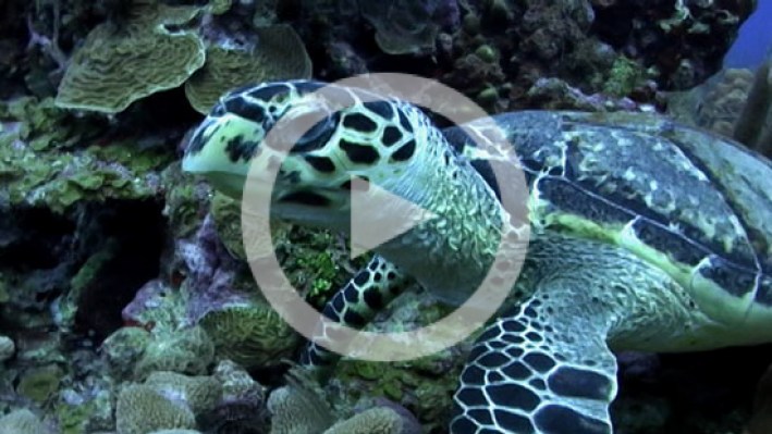 Peces_de_los_Corales_en_la_Seaflower3