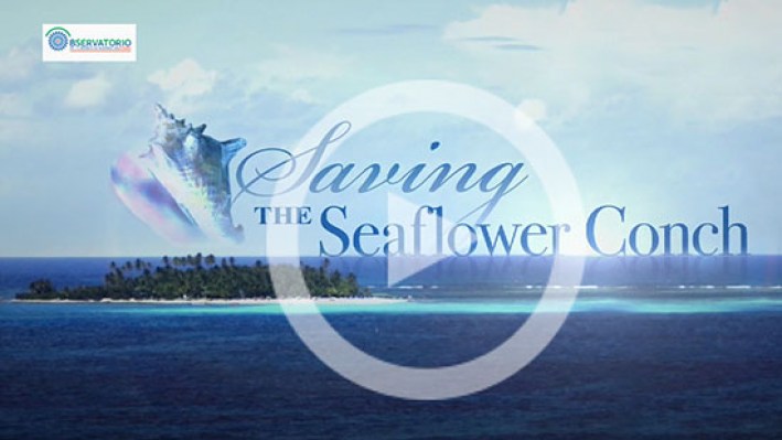 Saviing_the_Seaflower_Conch-2