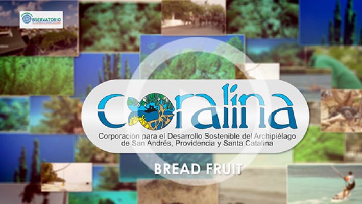 Still_frame_Bread_fruit-26