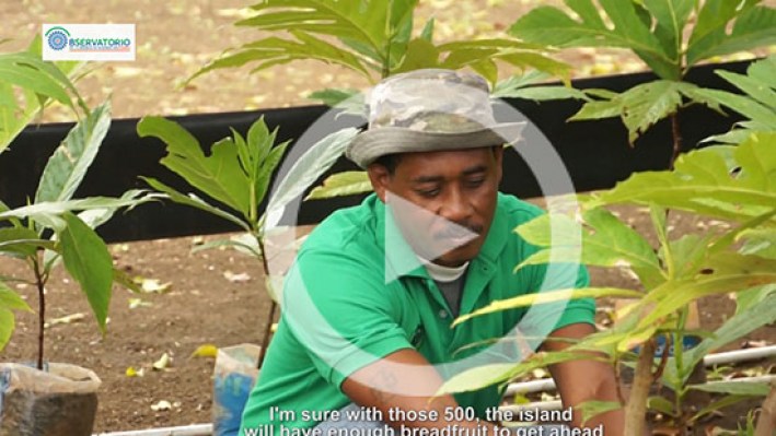 Still_frame_Bread_fruit21-2