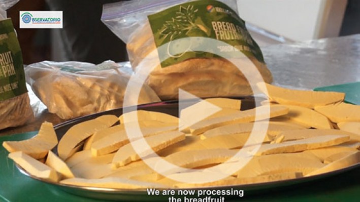 Still_frame_Bread_fruit25-29