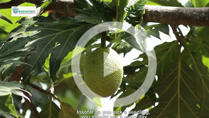 Still_frame_Bread_fruit6-2