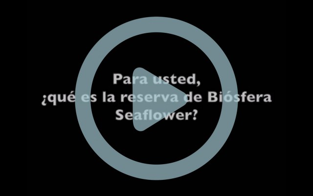 queesseaflower41