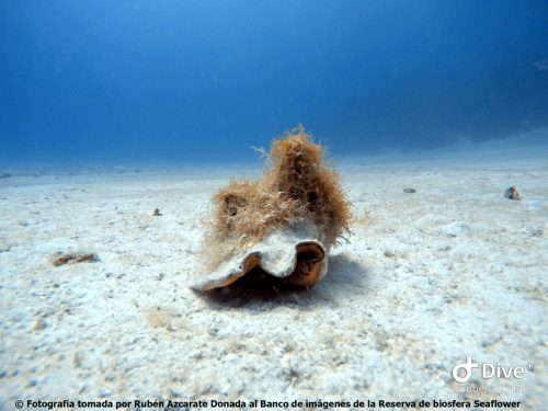 Caracol pala Albuquerque