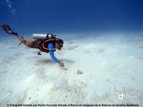 Caracol pala para microplasticos Albuquerque 