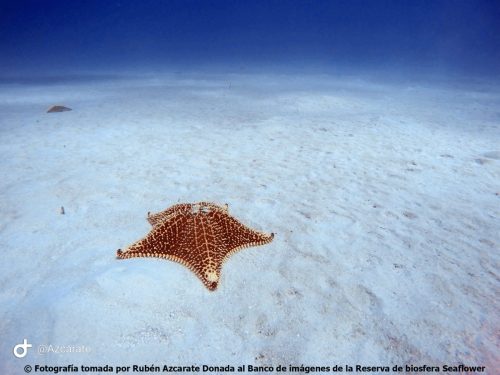 Estrella de mar Albuquerque