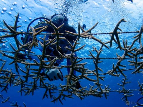 Guarderías de Coral