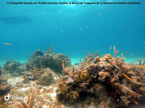 LIttle reef en proceso de restauración