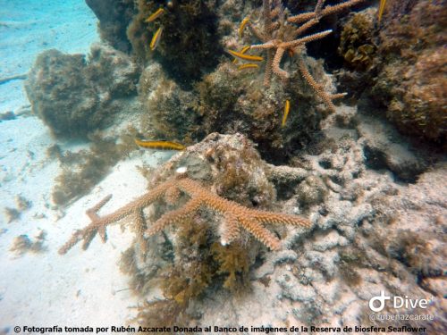 LIttle reef en proceso de restauración