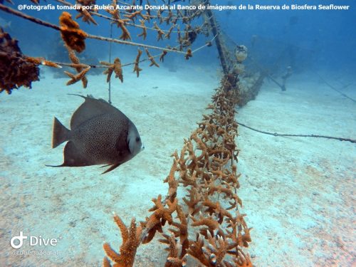 Pez angel frances en guarderias de coral PVA