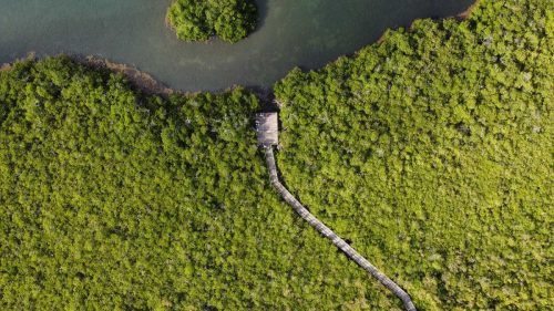 Bosque seco y Manglares