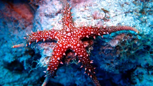 Estrella de Mar