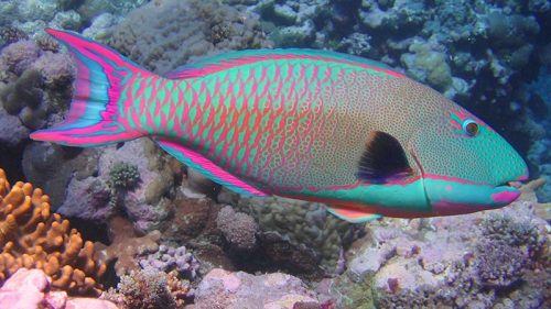 parrotfish-facts-adorno-pez-loro